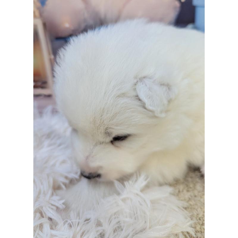 販売中の千葉県のサモエド-438696の9枚目