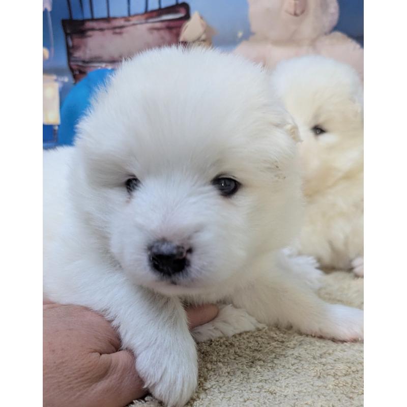 販売中の千葉県のサモエド-438696の8枚目