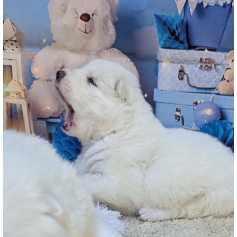 販売中の千葉県のサモエド-438696の7枚目