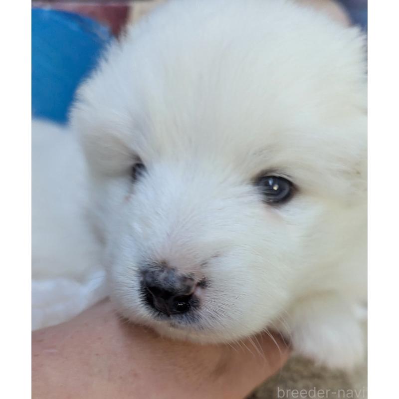 販売中の千葉県のサモエド-438696の6枚目