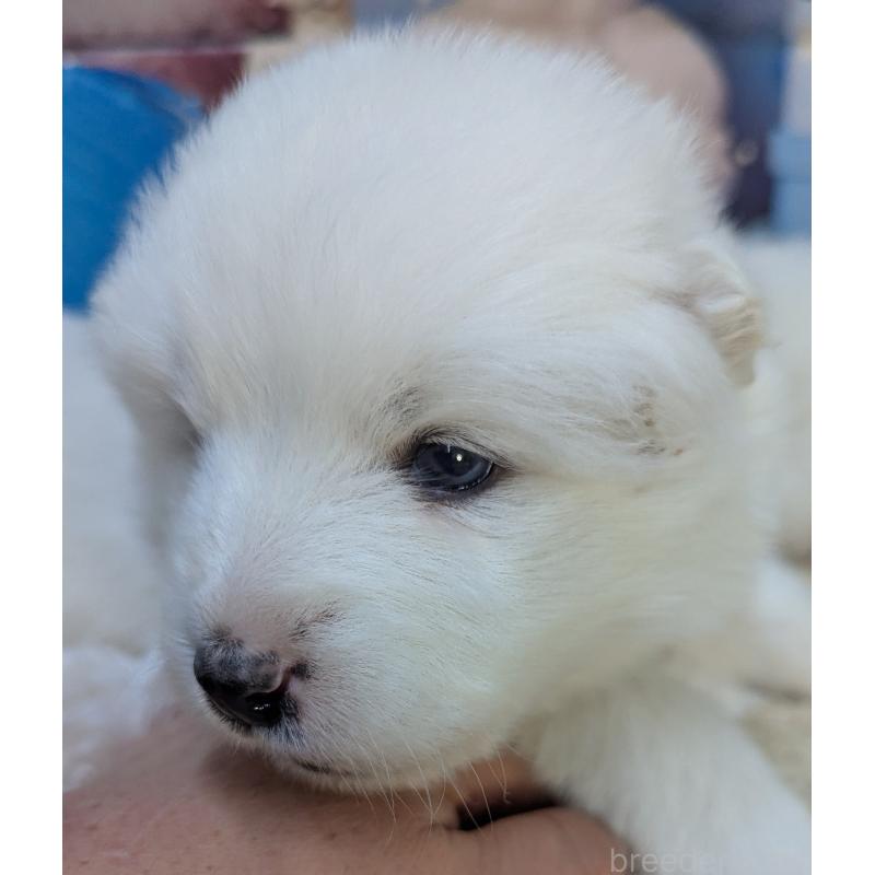 販売中の千葉県のサモエド-438696の5枚目