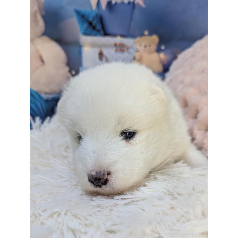 販売中の千葉県のサモエド-438696の3枚目