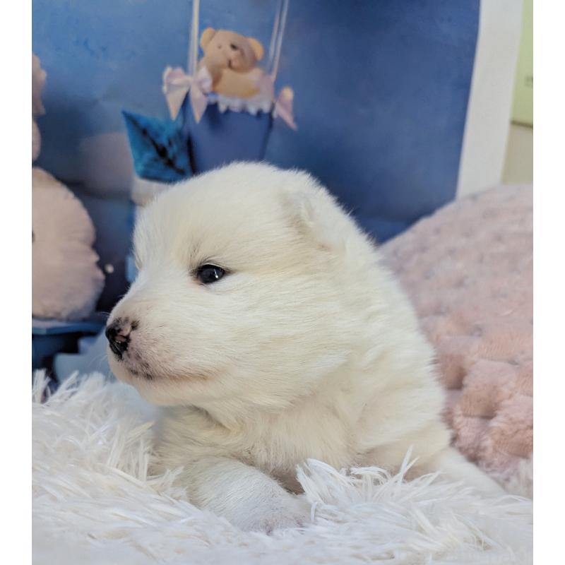 販売中の千葉県のサモエド-438696の2枚目