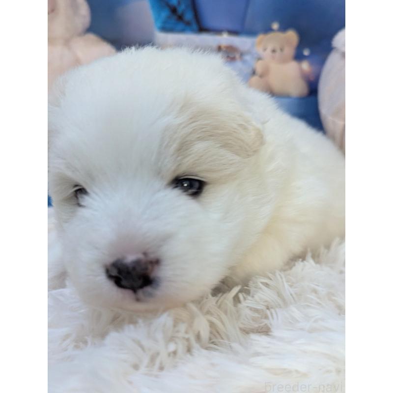 販売中の千葉県のサモエド-438656の7枚目