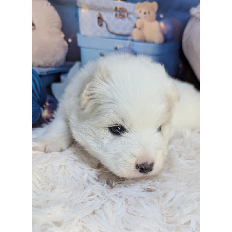 販売中の千葉県のサモエド-438656の6枚目