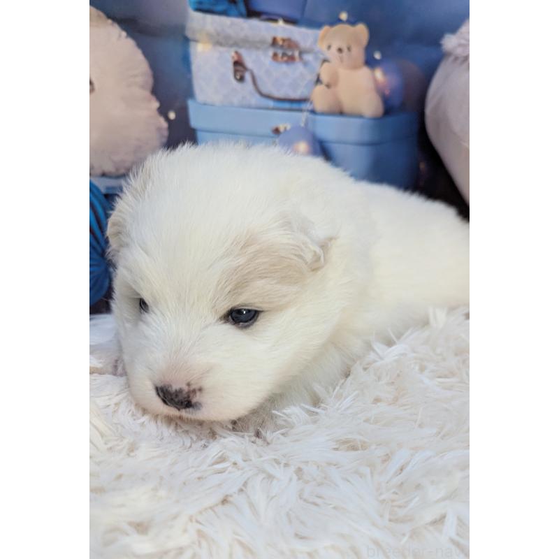 販売中の千葉県のサモエド-438656の5枚目