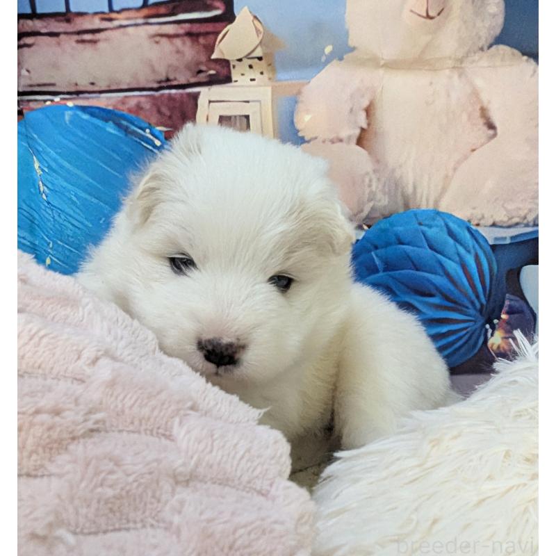 販売中の千葉県のサモエド-438656の4枚目