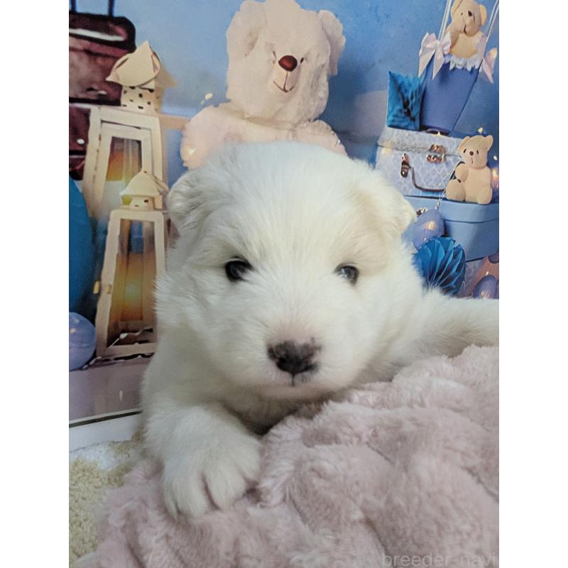 販売中の千葉県のサモエド-438656の3枚目