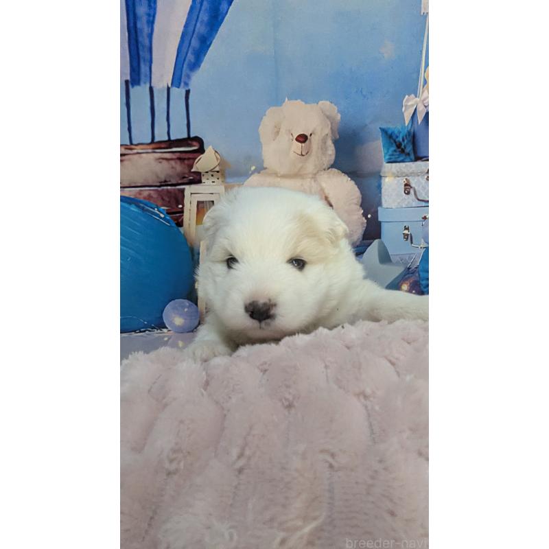 販売中の千葉県のサモエド-438656の2枚目