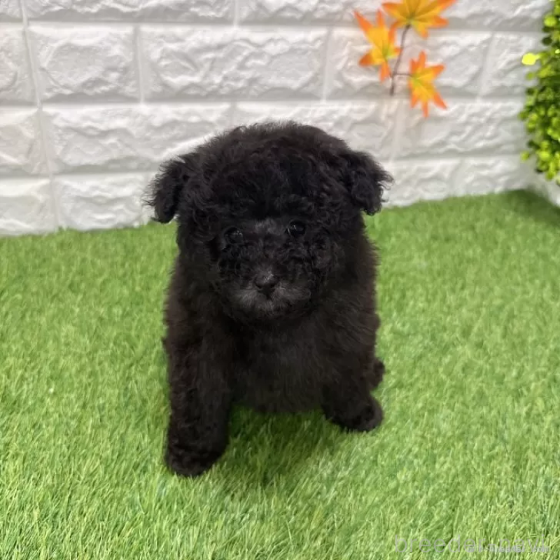 販売中の愛知県のトイプードル-434252