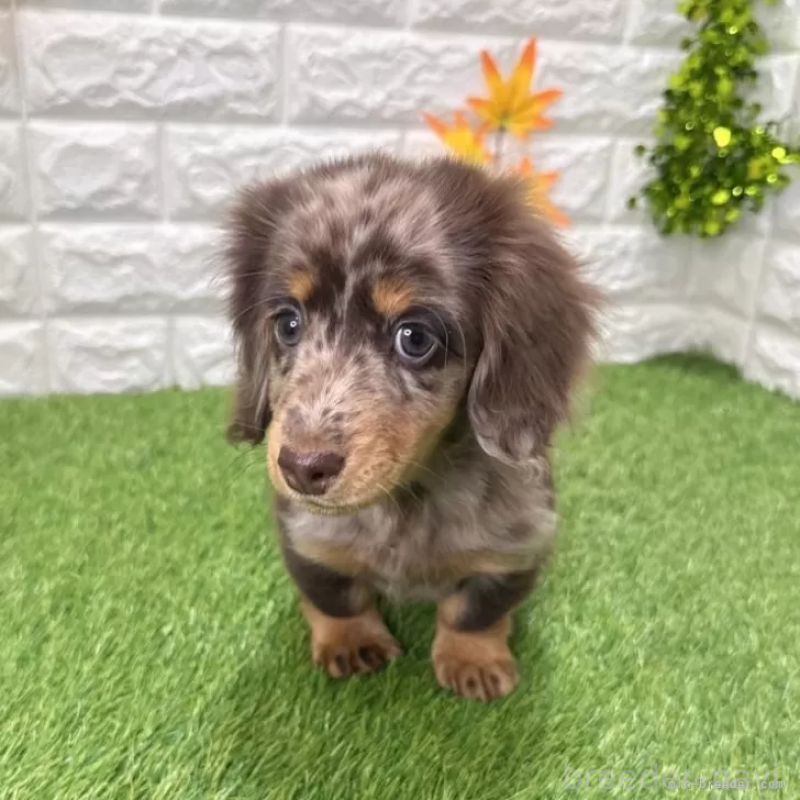 販売中の愛知県のミニチュアダックスフンド(ロングヘアード)-427718