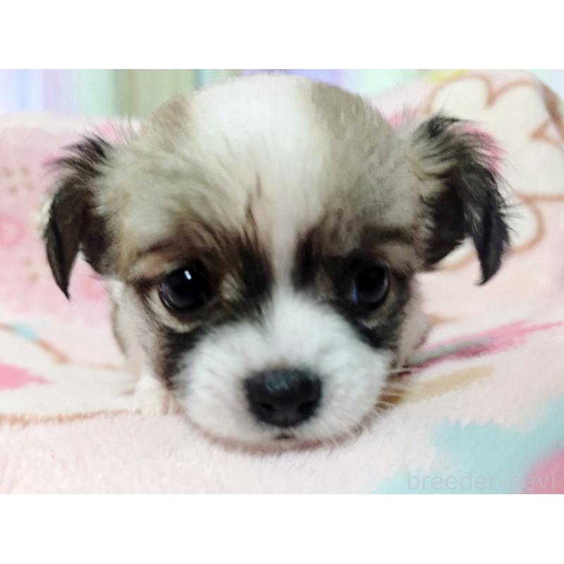 成約済の広島県のチワワ(ロングコート)-436788の3枚目