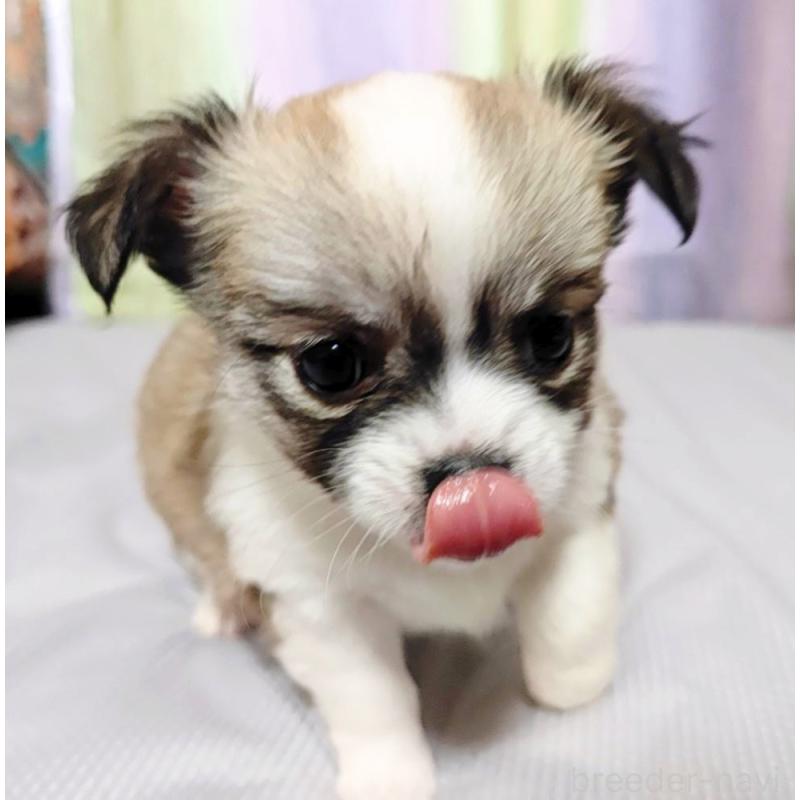 成約済の広島県のチワワ(ロングコート)-436788の2枚目