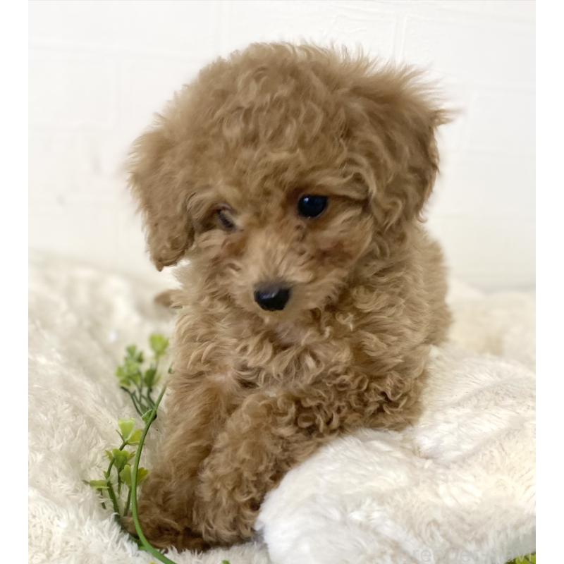 販売中の静岡県のトイプードル-438642の5枚目