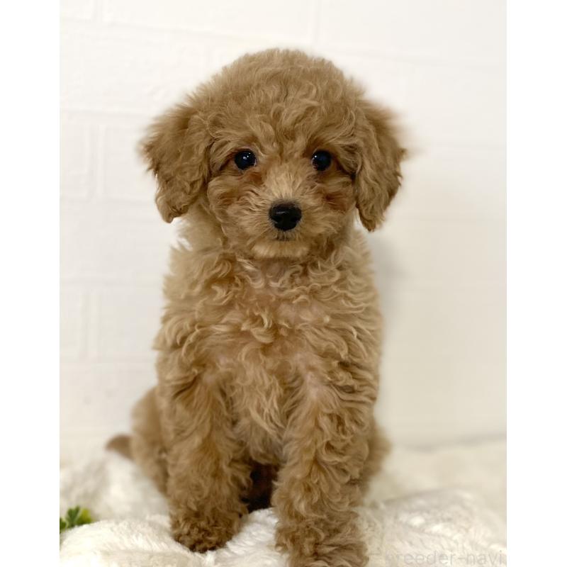 販売中の静岡県のトイプードル-438642の4枚目