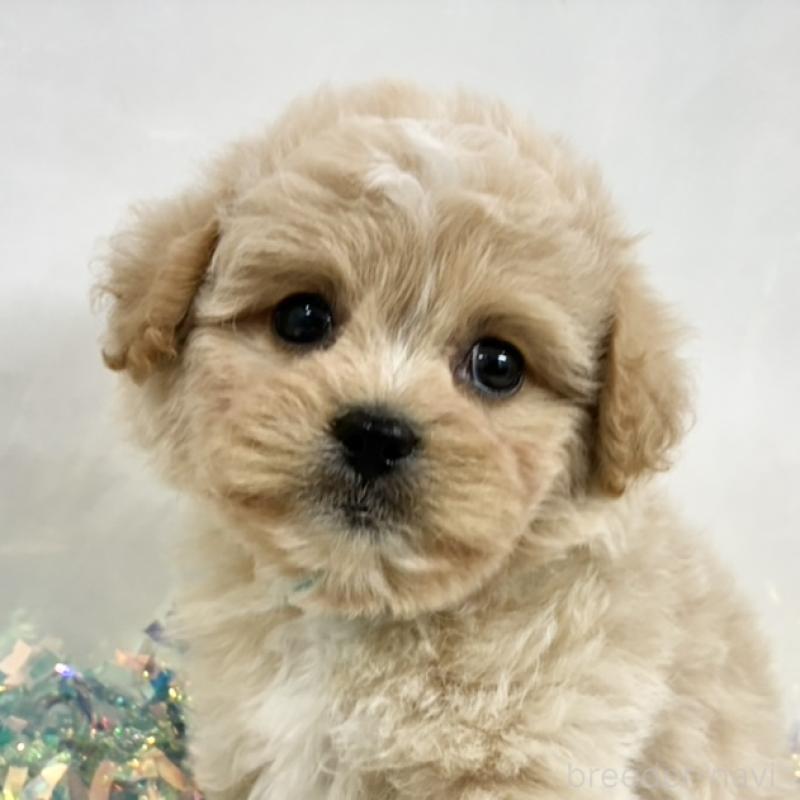 販売中の岐阜県のミックス犬-438643の1枚目