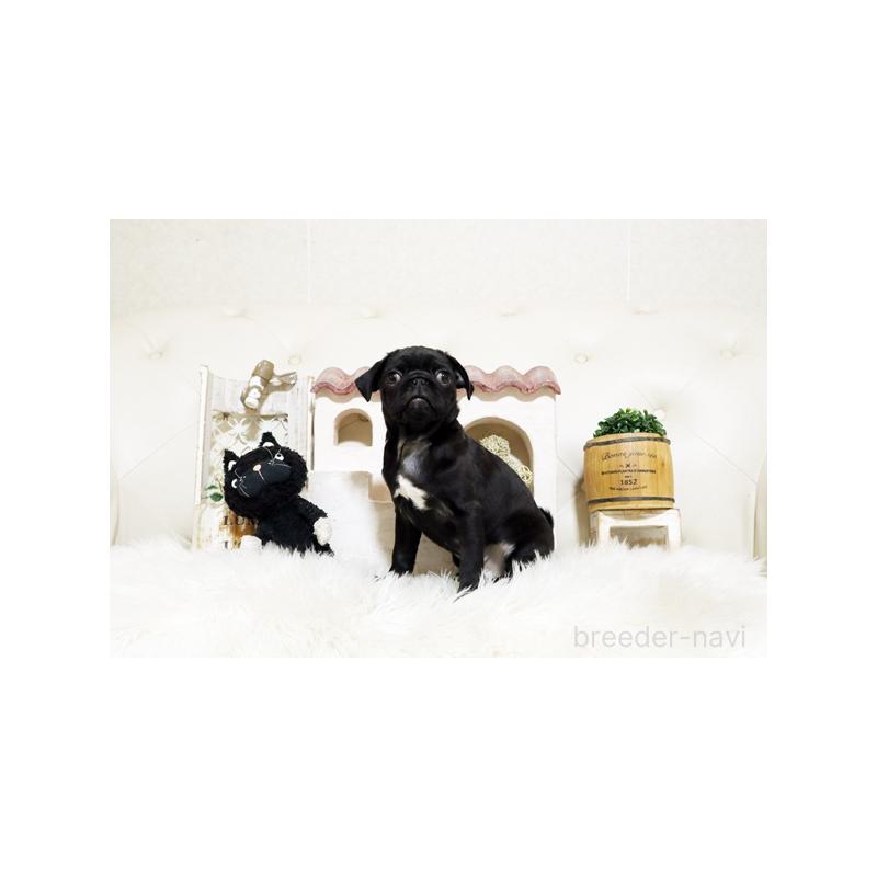 販売中の佐賀県のパグ-431174の4枚目