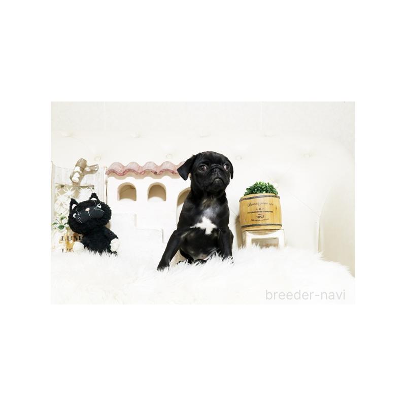 販売中の佐賀県のパグ-431174の3枚目