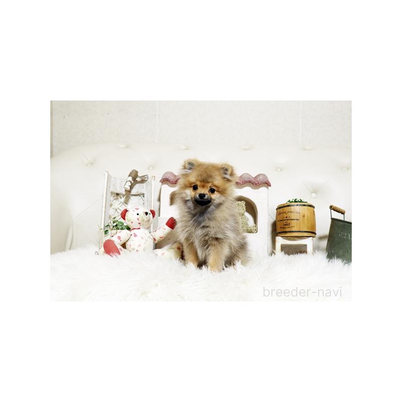 販売中の佐賀県のポメラニアン-425013の4枚目