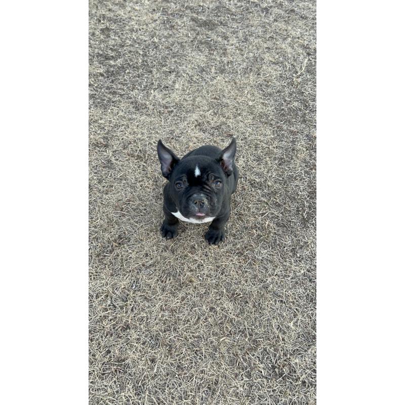 販売中の茨城県のエキゾチックブリー-438644の3枚目