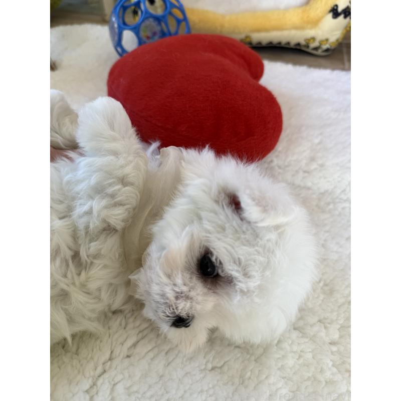 成約済の宮崎県のマルチーズ-437216の8枚目