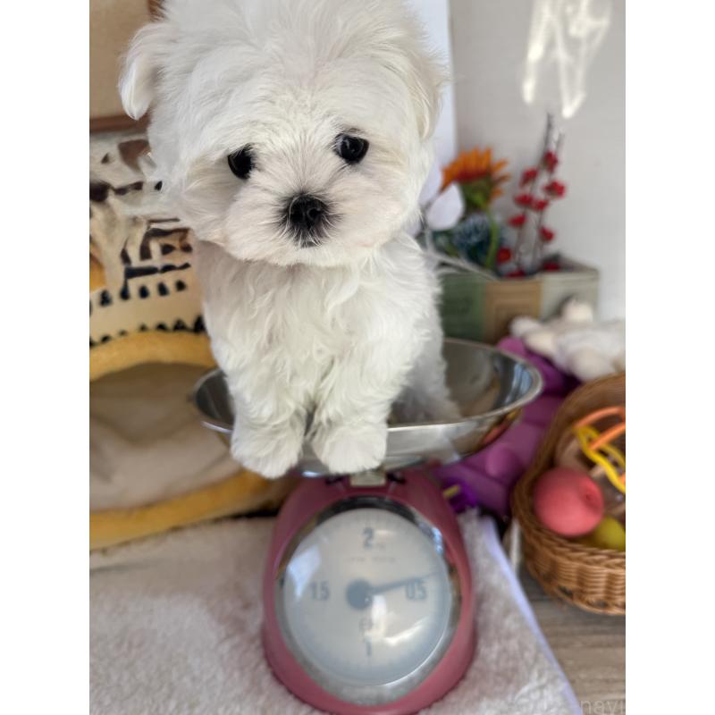 成約済の宮崎県のマルチーズ-437216の6枚目