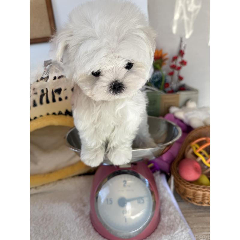 成約済の宮崎県のマルチーズ-437216の5枚目