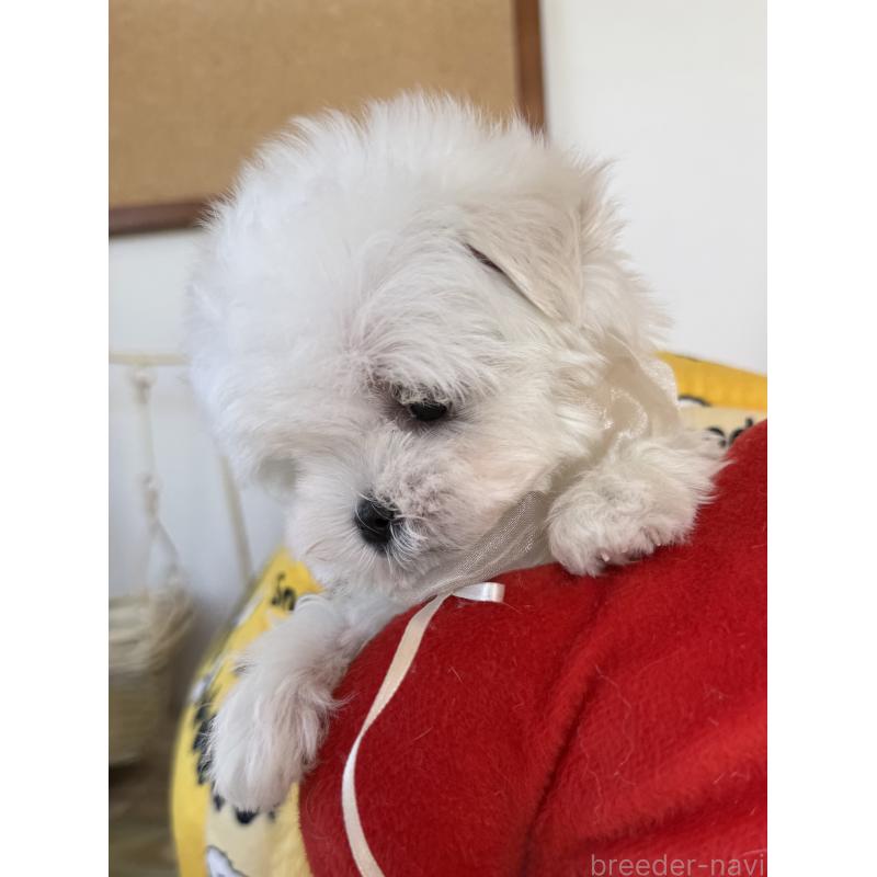 成約済の宮崎県のマルチーズ-437216の4枚目