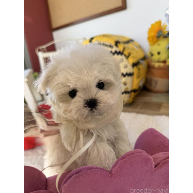 成約済の宮崎県のマルチーズ-437216の3枚目