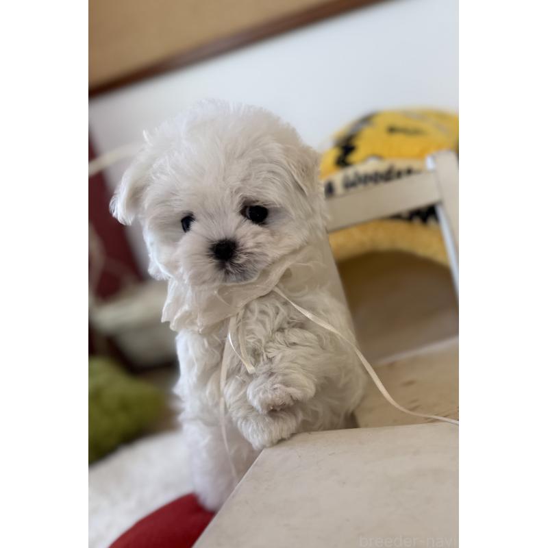 成約済の宮崎県のマルチーズ-437216の2枚目