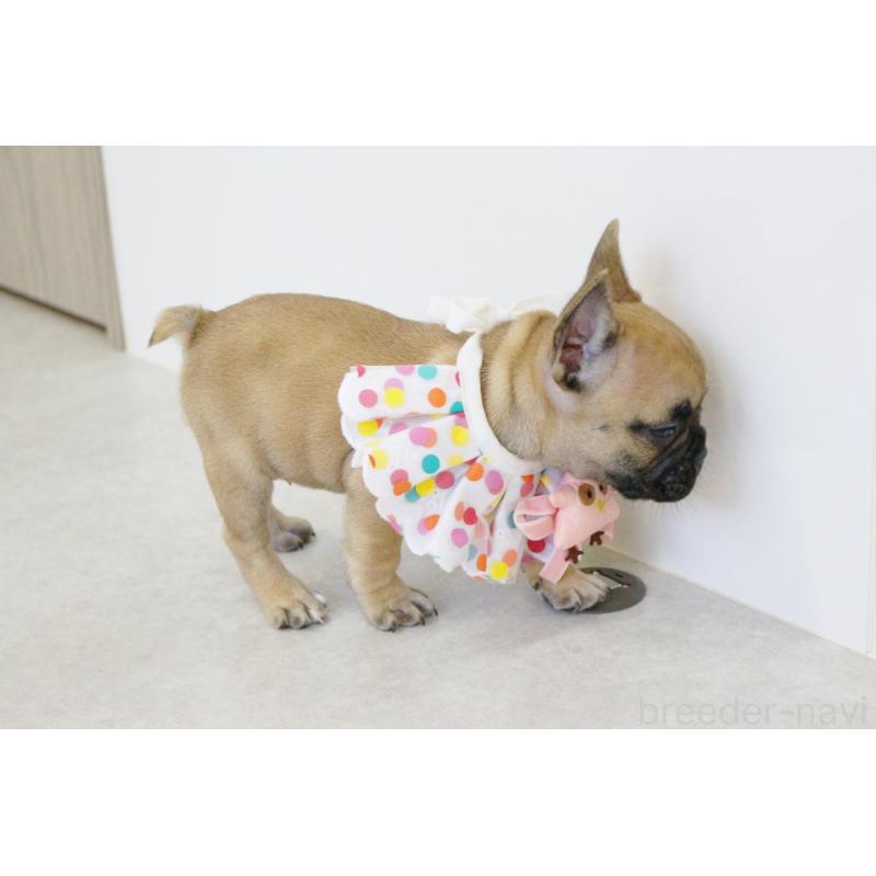 販売中の京都府のフレンチブルドッグ-435378の16枚目