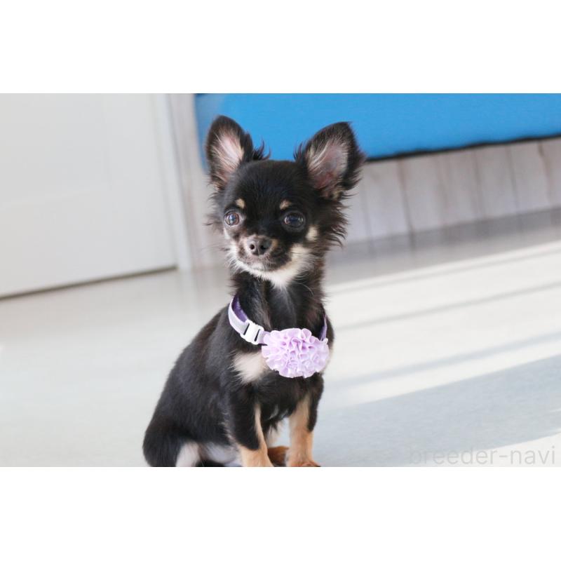 販売中の京都府のチワワ(ロングコート)-416532の9枚目