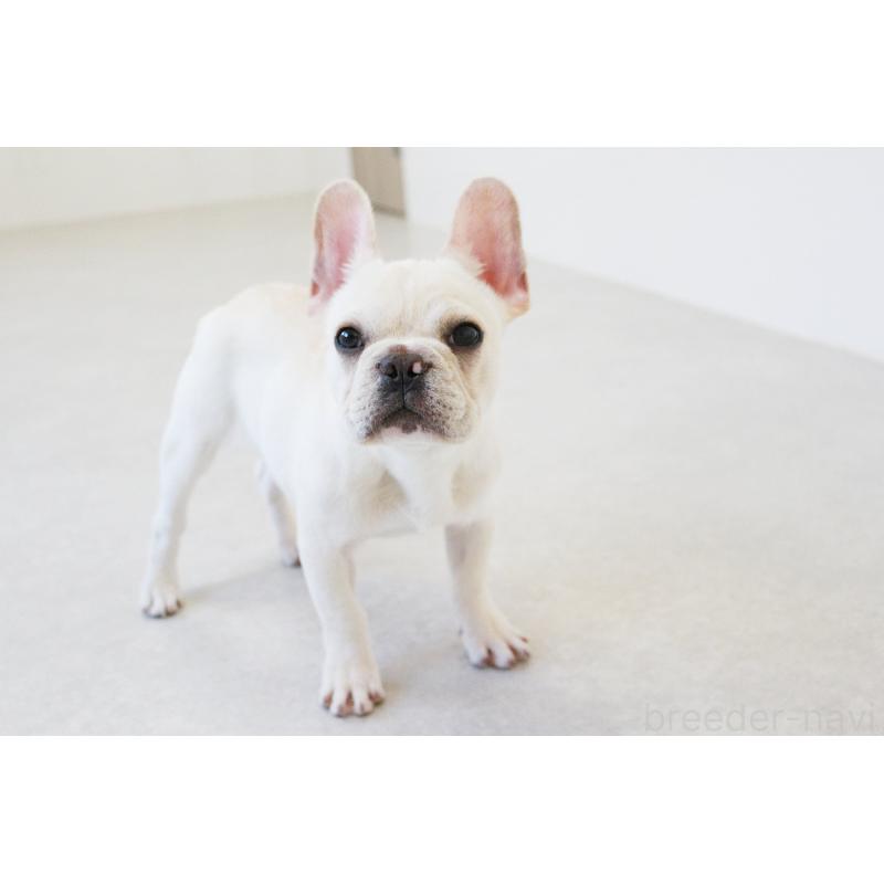 販売中の京都府のフレンチブルドッグ-416402の7枚目
