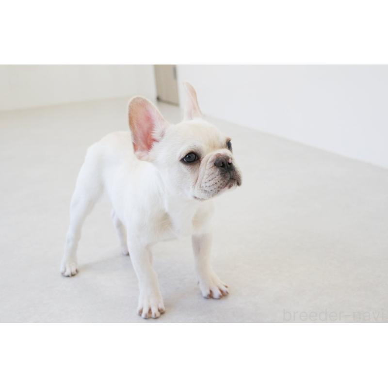 販売中の京都府のフレンチブルドッグ-416402の6枚目
