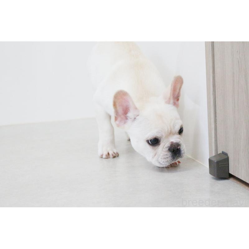 販売中の京都府のフレンチブルドッグ-416402の5枚目