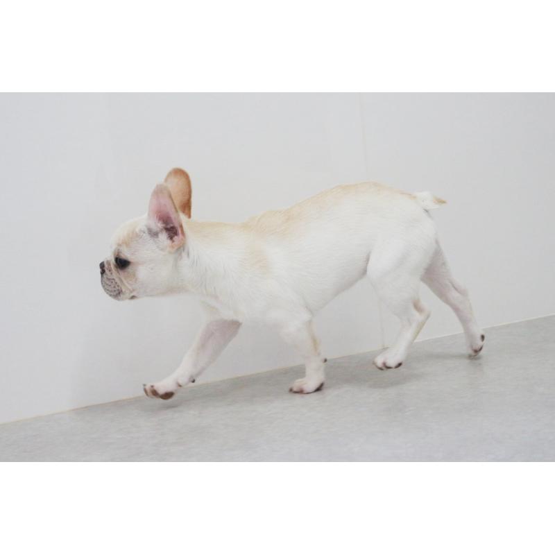 販売中の京都府のフレンチブルドッグ-416402の4枚目