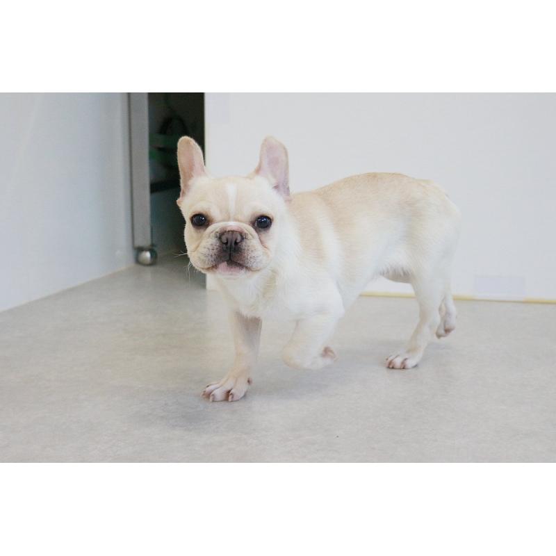 販売中の京都府のフレンチブルドッグ-416401の13枚目