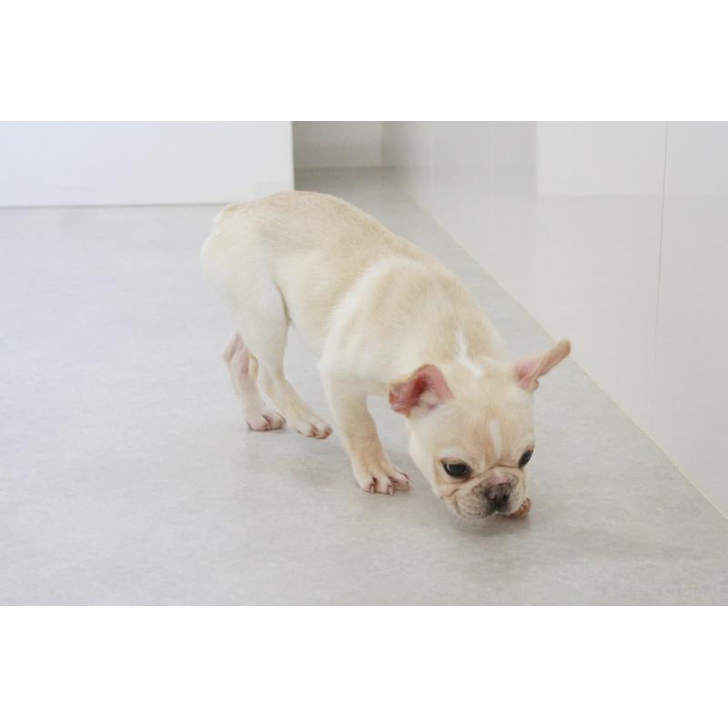 販売中の京都府のフレンチブルドッグ-416401の11枚目