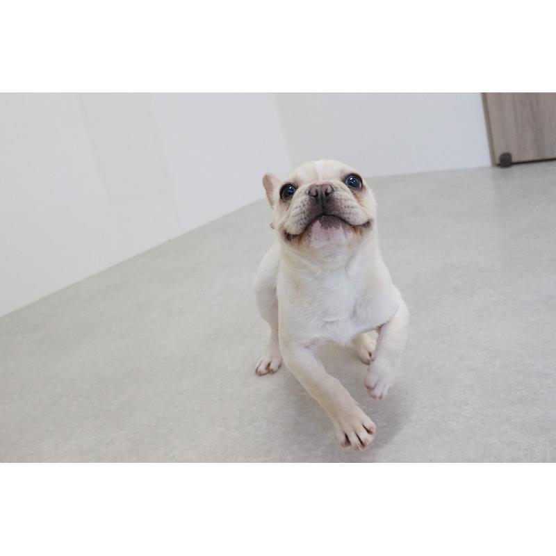 販売中の京都府のフレンチブルドッグ-416401の10枚目
