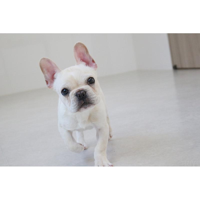 販売中の京都府のフレンチブルドッグ-416400の14枚目