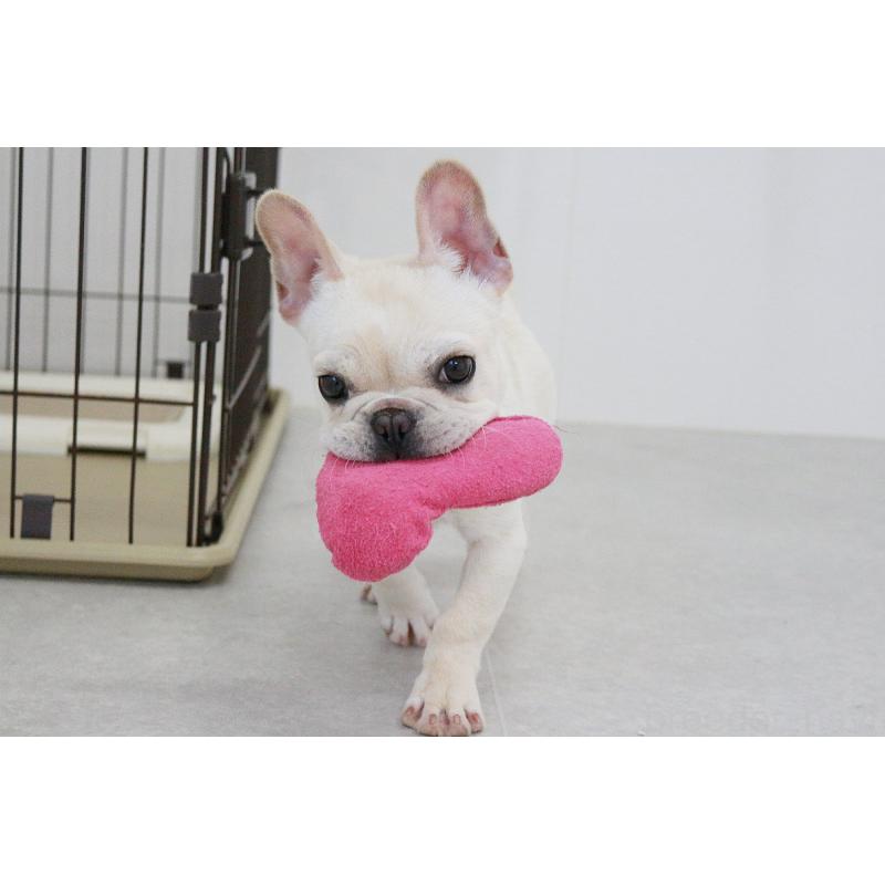 販売中の京都府のフレンチブルドッグ-416400の13枚目