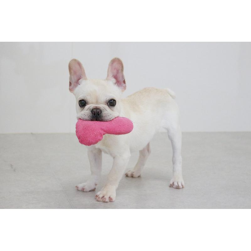 販売中の京都府のフレンチブルドッグ-416400の12枚目