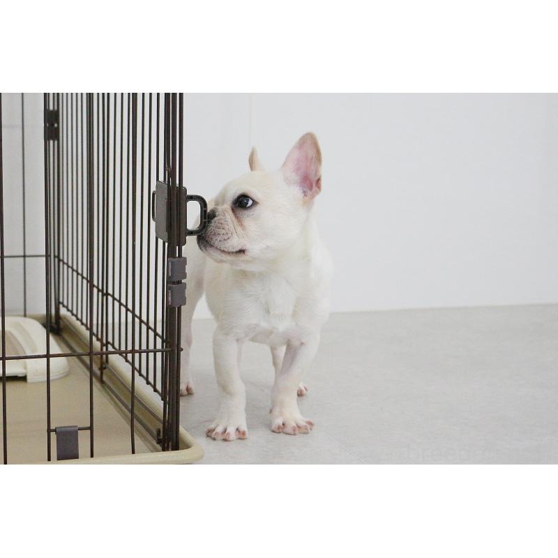 販売中の京都府のフレンチブルドッグ-416400の11枚目