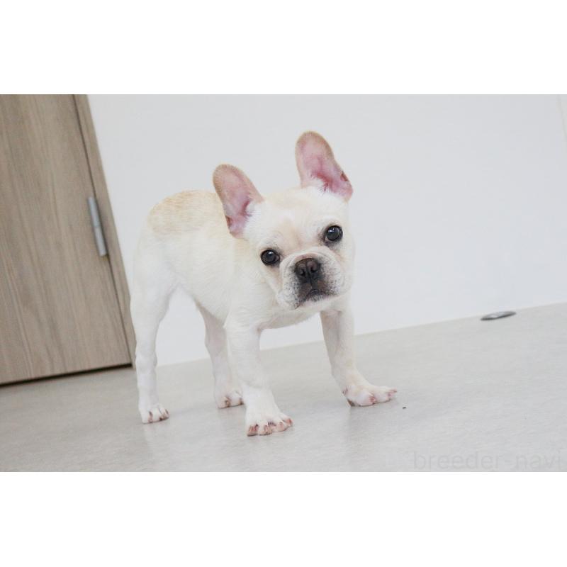 販売中の京都府のフレンチブルドッグ-416400の10枚目