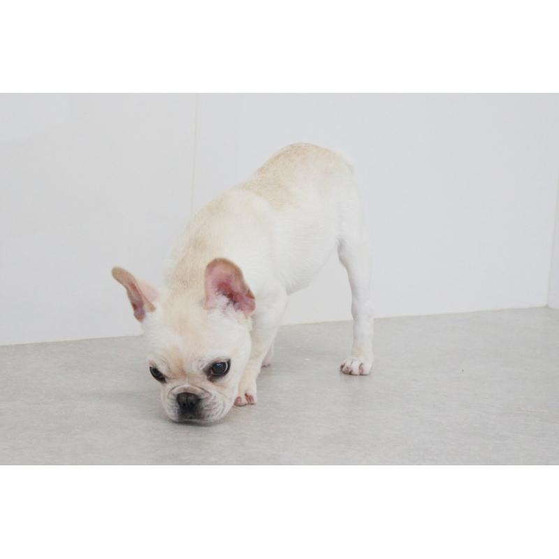 販売中の京都府のフレンチブルドッグ-416400の9枚目