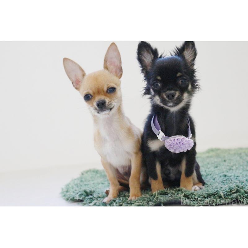 販売中の京都府のチワワ(スムースコート)-416537の8枚目