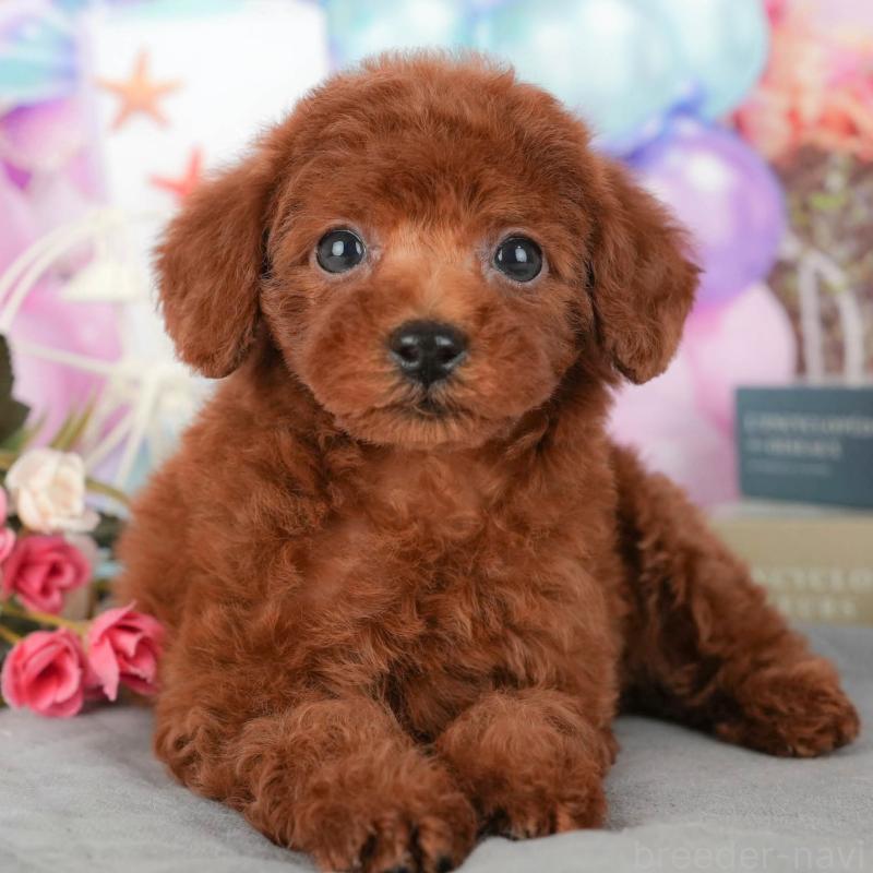 販売中の埼玉県のトイプードル-439273