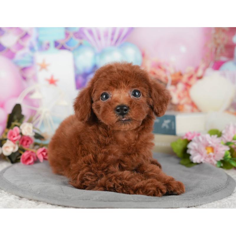 販売中の埼玉県のトイプードル-439273の11枚目