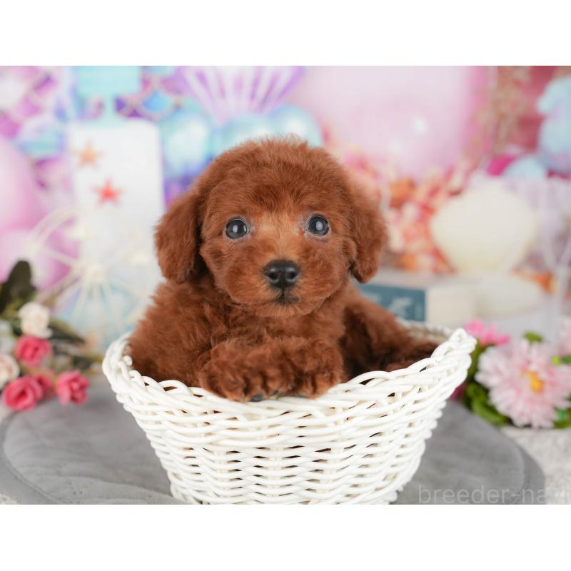 販売中の埼玉県のトイプードル-439273の10枚目