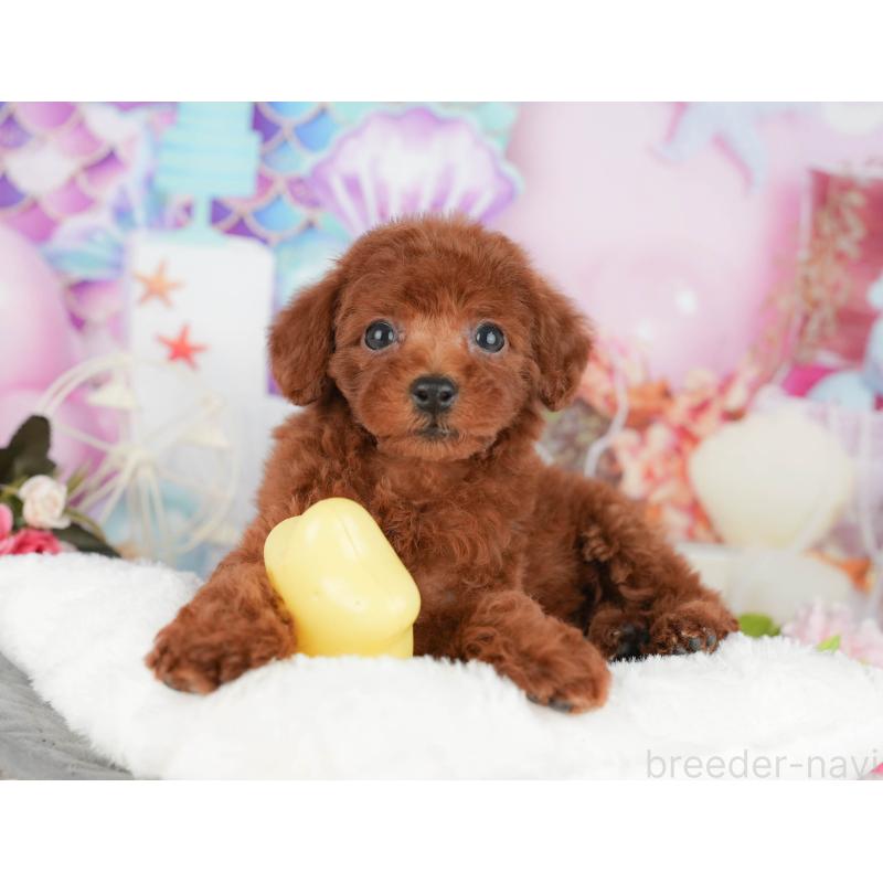 販売中の埼玉県のトイプードル-439273の9枚目